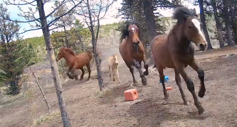 horses run from grizzly bear