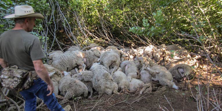 143 Sheep Die Fleeing from Wolves in Idaho