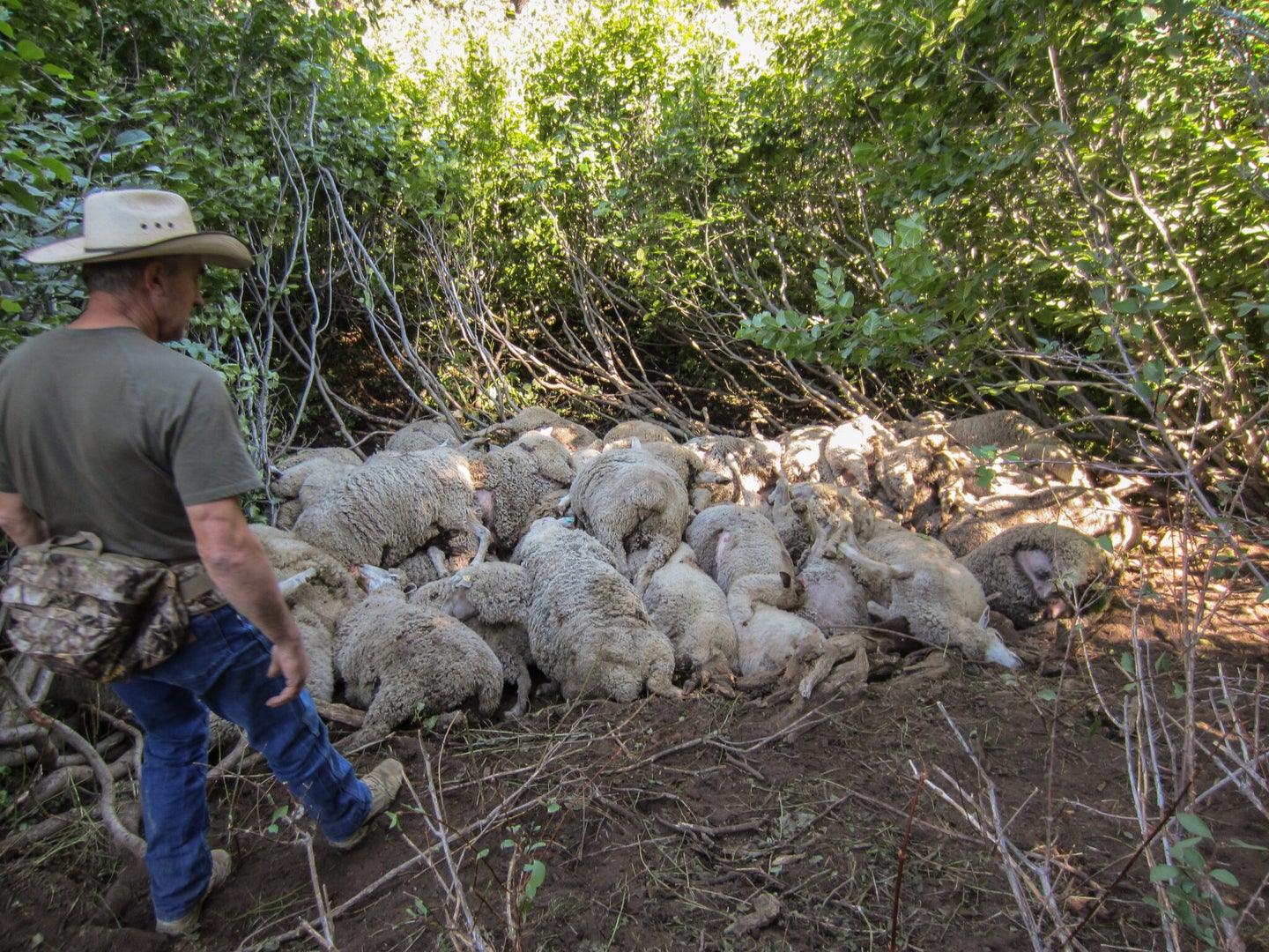 man approaches pile of dead sheep