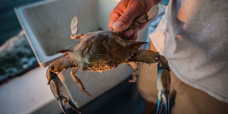 Chesapeake Bay Blue Crab Winter Dredging Estimates Lowest in History