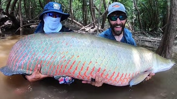Video: Angler Catches Massive 300-Plus-Pound Arapaima After it Tows His Boat Into the Trees
