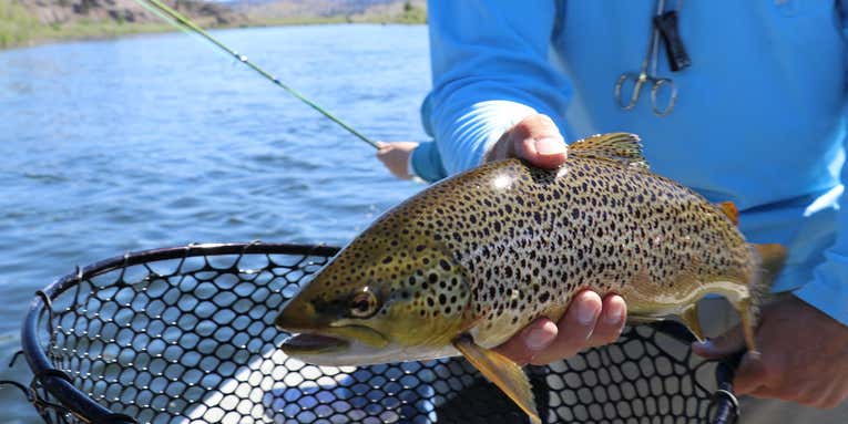 Study Shows Catch-and-Release Fishing in High Water Temps Doesn’t Significantly Impact Trout Populations