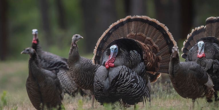 Tennessee Delays 2023 Spring Turkey Opener, Reduces Bag Limit, and Outlaws Reaping on Public Lands