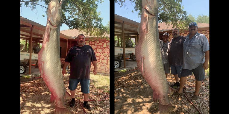 Texas Bowfisherman Arrows Monster 7-Foot, 8-Inch Alligator Gar
