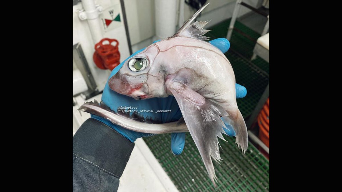 White fish with large blue eye in a fisherman's hand.
