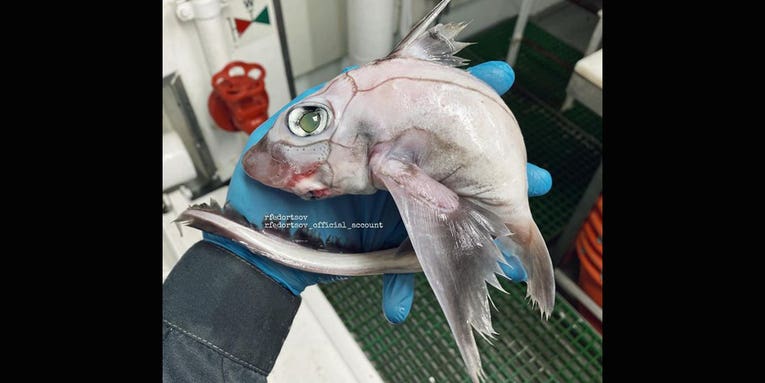 Deep-Sea Fisherman Pulls Up Mysterious Creature Near Russia