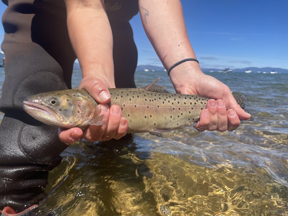 lahontan cutthroat trout being stocked into Lake Tahoe