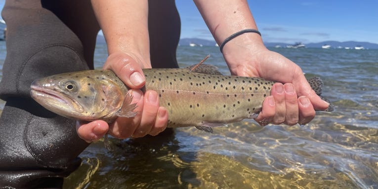 100,000 Lahontan Cutthroat Trout Are Being Stocked Into Lake Tahoe