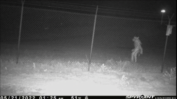 Chupacabra or Furry? Unknown Creature Caught on Texas Trail Camera
