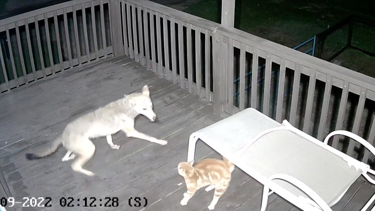 coyote and domestic cat face-off on deck