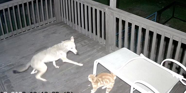 Video: Watch a Cat and a Coyote Duke It Out on Homeowner’s Back Porch