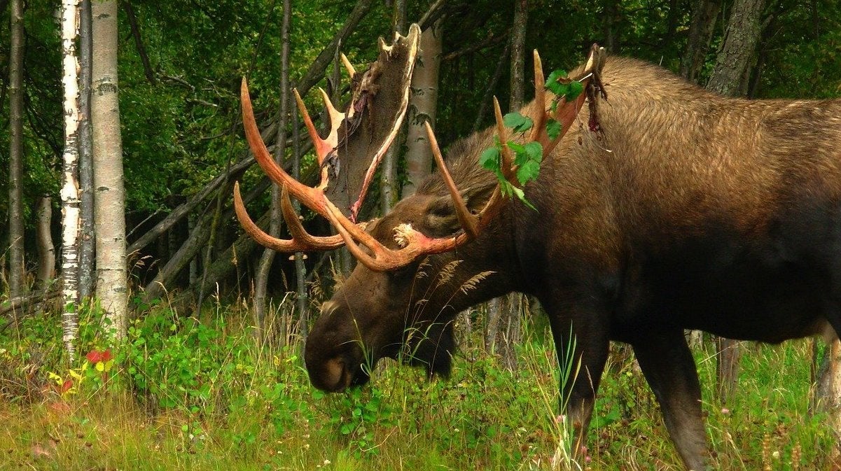 bull moose walking in the forest.