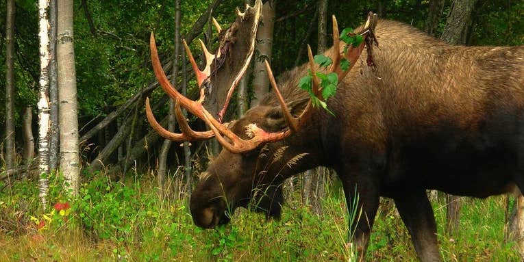 Warming Climate and Habitat Change Has Moose Numbers on the Rise in Southwest Alaska