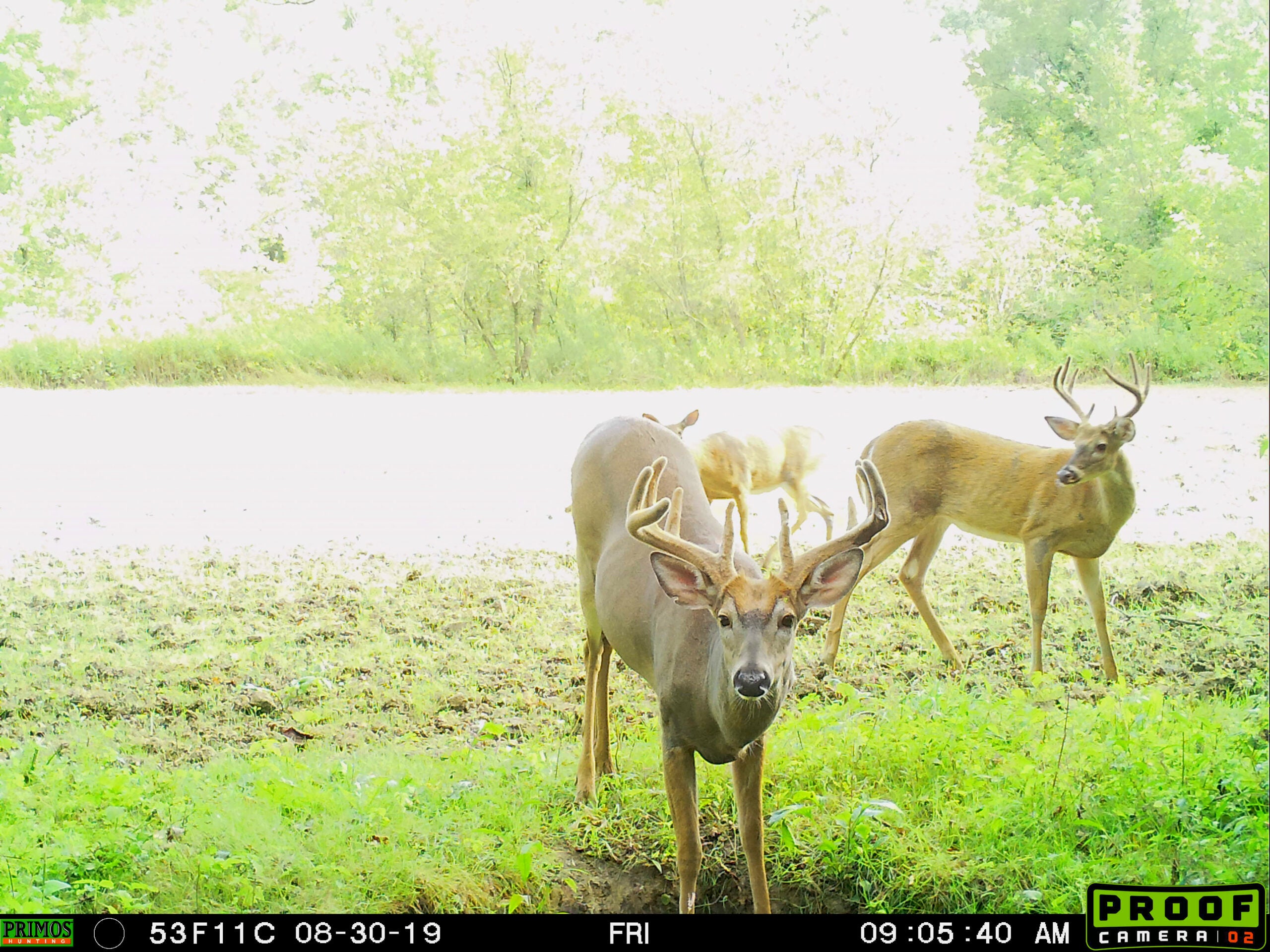 trail camera picture of whitetail buck visiting a deer mineral lick