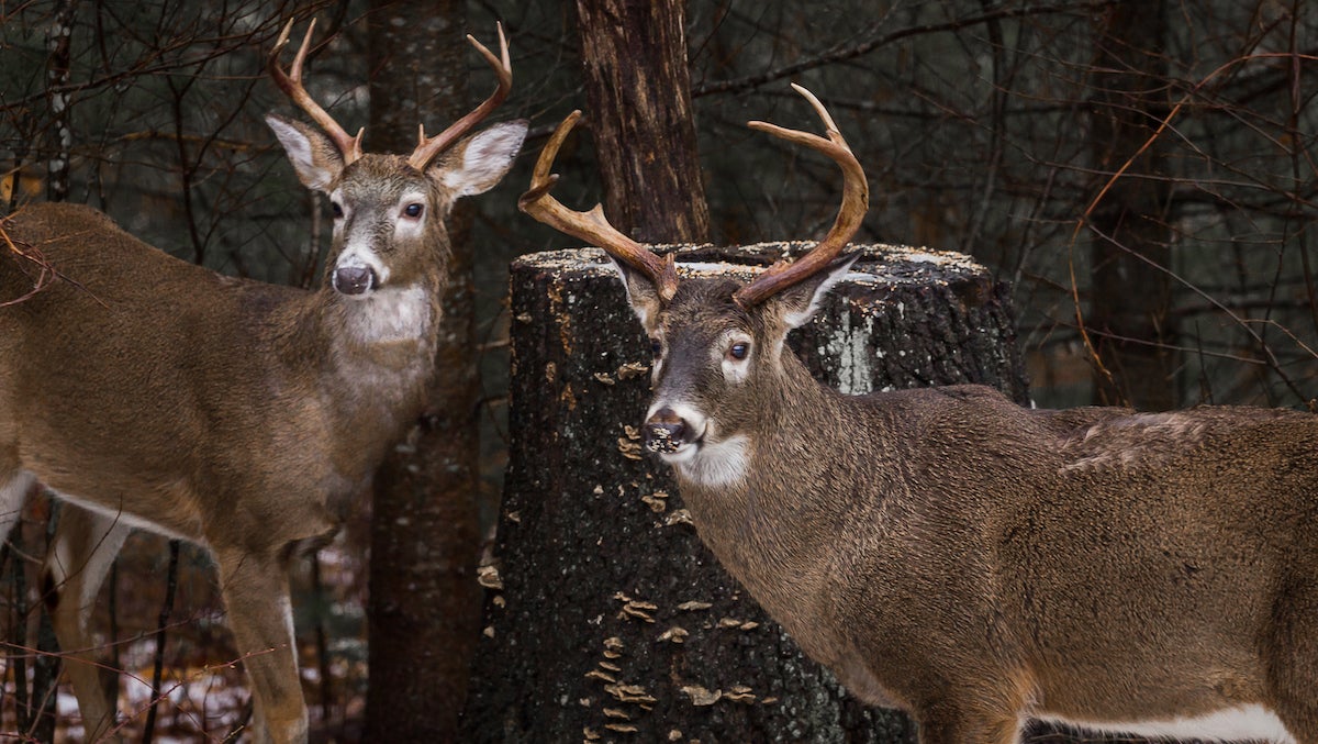 Two whitetail bucks standing in a snowy forest.