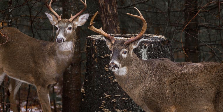How Baseball and Football Laws Could End Sunday Hunting Regulations in PA
