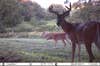 trail cam photo of whitetail bucks visiting the author's summer mineral lick placed in a food plot