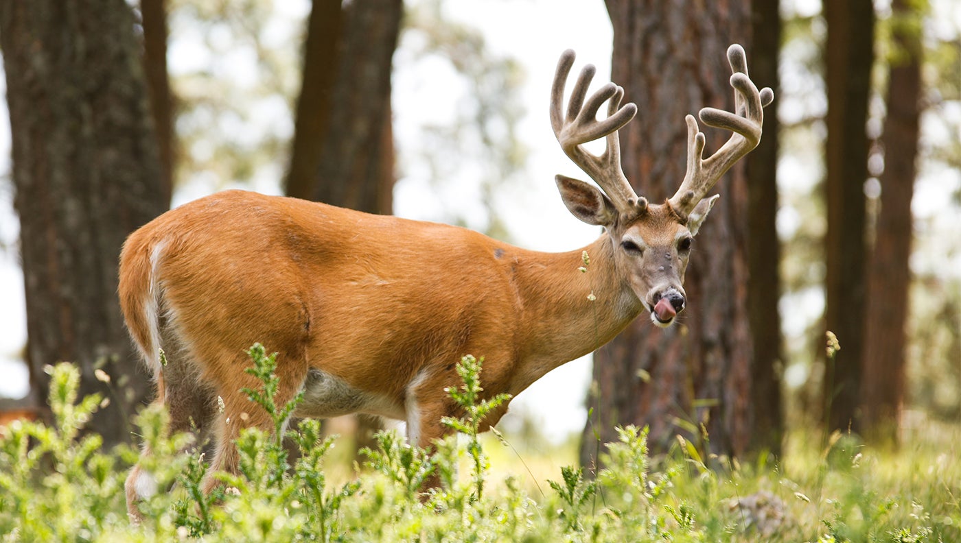 A mineral lick is a great place to get summer pictures of your best bucks. 