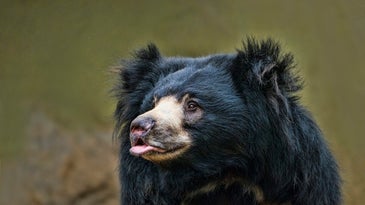 Rabid Sloth Bear Attacks and Kills Couple in Central India