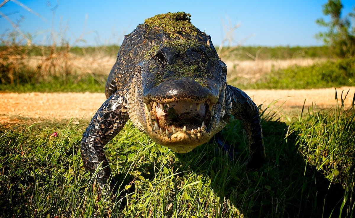 Alligator walking in the grass next to a path.