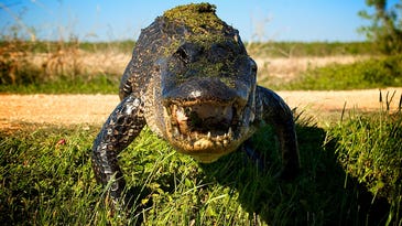 Man Mistakes Alligator for Dog, Alligator Bites Man