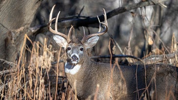 Michigan Deer License Sales See a Post-Pandemic Drop