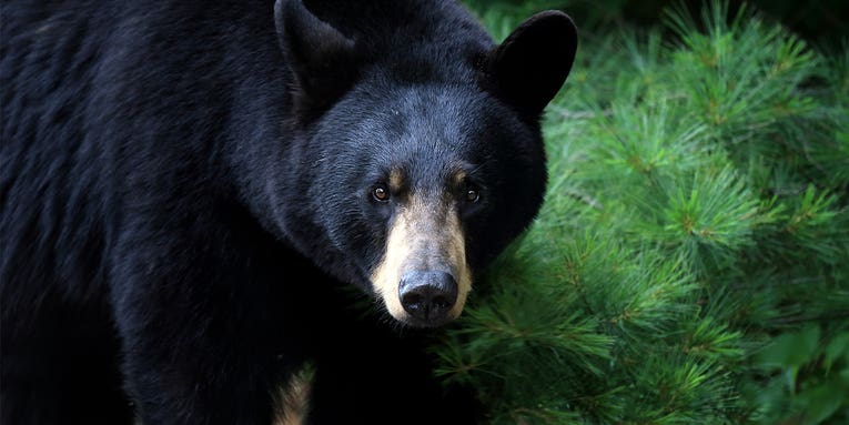 350-Pound Black Bear Attacks Sleeping Tent Campers in Smokey Mountains, Injures Young Girl and Mother