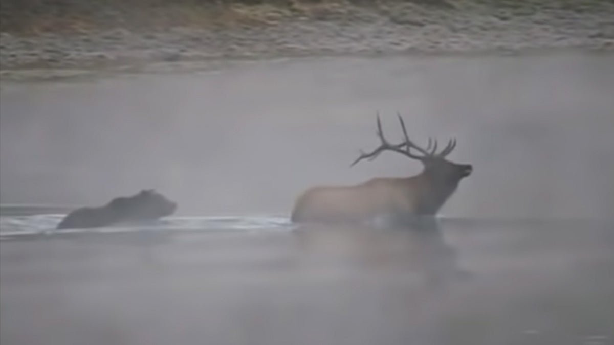 bear swims behind elk