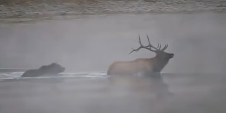 The Rewind: Grizzly Bear Kills Bull Elk As It Swims Across a River