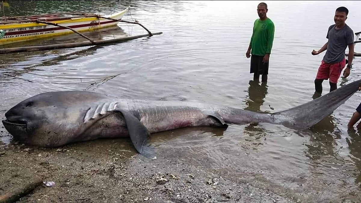 large dead shark