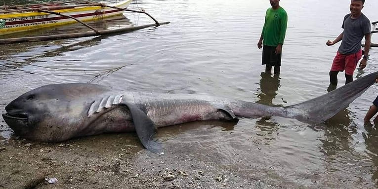Extremely Rare Megamouth Shark Washes Up in the Philippines