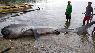 Extremely Rare Megamouth Shark Washes Up in the Philippines