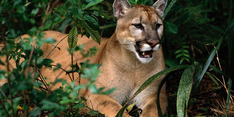 Panthers Replace Human Hunters as the Dominant Deer Predator in Florida