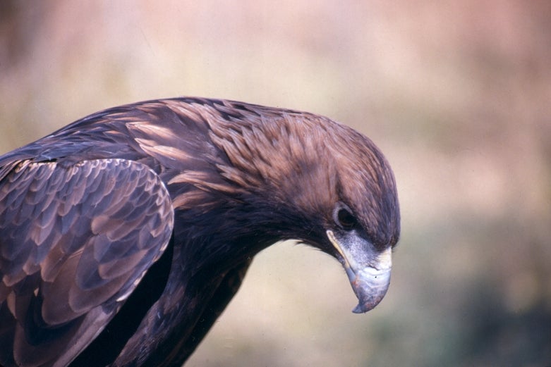 golden eagle head