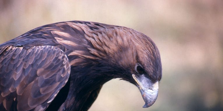 Idaho Men Receive Hunting and Firearm Bans for Poaching Eagles and Hawks