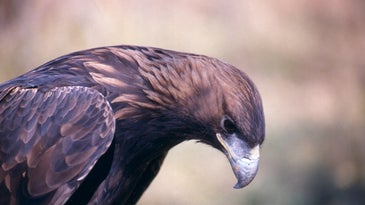 Idaho Men Receive Hunting and Firearm Bans for Poaching Eagles and Hawks