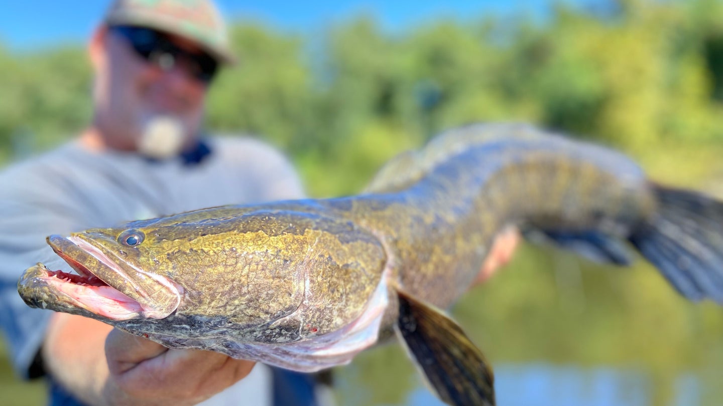 Why Snakeheads Are Better Than Bass
