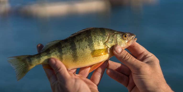 Wyoming to Poison Popular Fishing Lake Due to Illegally-Stocked Yellow Perch