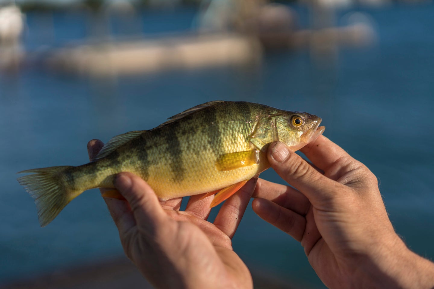 Fisherman Holding Yellow Perch Caught on St. Clair River, Michigan