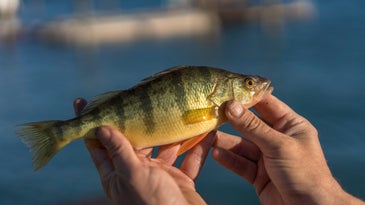 Wyoming to Poison Popular Fishing Lake Due to Illegally-Stocked Yellow Perch