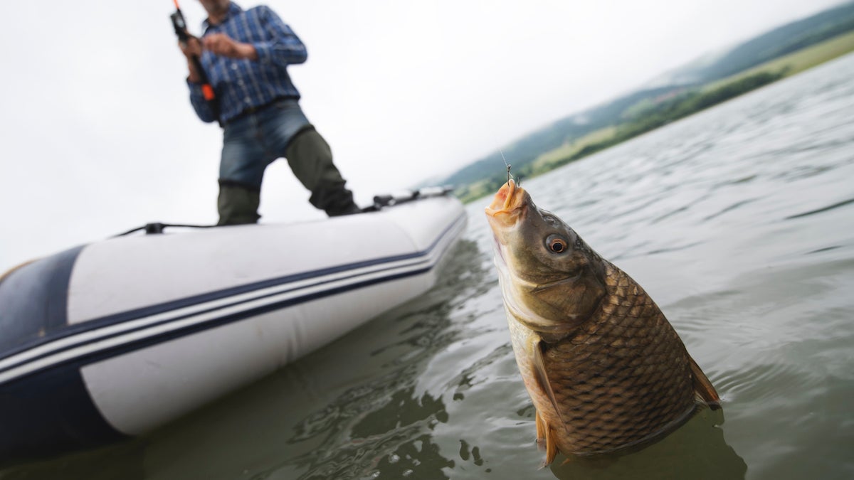 Adult fisherman catch a carp fish from a boat.