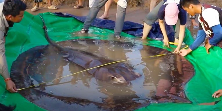Largest Freshwater Fish Ever: Cambodian Angler Lands World Record 661-Pound Giant Stingray from Mekong River