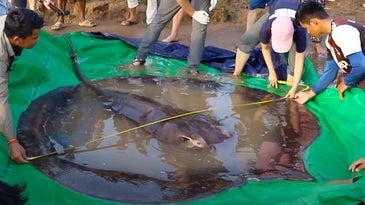 Largest Freshwater Fish Ever: Cambodian Angler Lands World Record 661-Pound Giant Stingray from Mekong River