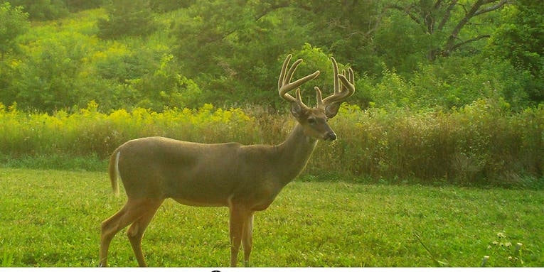 13 Trail Camera Hacks for More and Better Buck Pictures