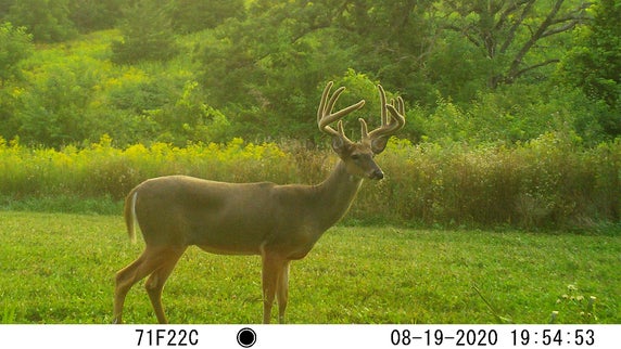 13 Trail Camera Hacks for More and Better Buck Pictures
