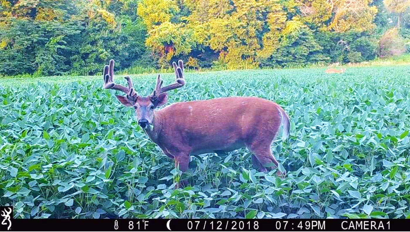 picture of white tail