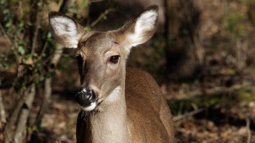 As New Jersey Grapples With Deer Overpopulation, Some Push for Non-Lethal Management Methods