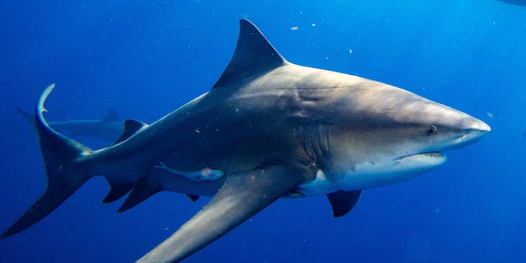 New Study: Sharks Congregate Near Urban Areas More Than Expected