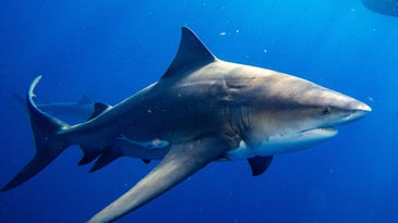 New Study: Sharks Congregate Near Urban Areas More Than Expected