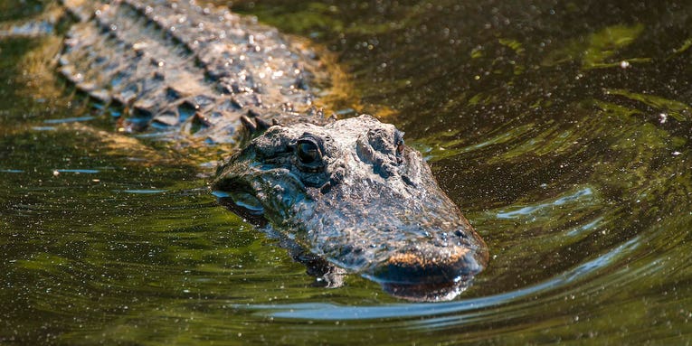 Florida Gator Snatches 40-Pound Dog “…Like it Was Nothing.”